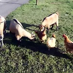 Casa de Férias Domaine De Chante-oiseau - 28 Pers Theil-Rabier