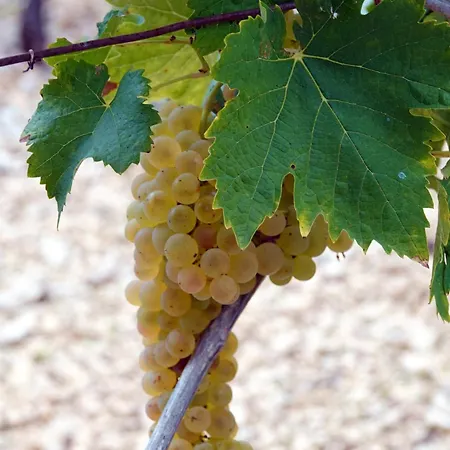 度假居 Domaine De Chante-oiseau - 28 Pers *